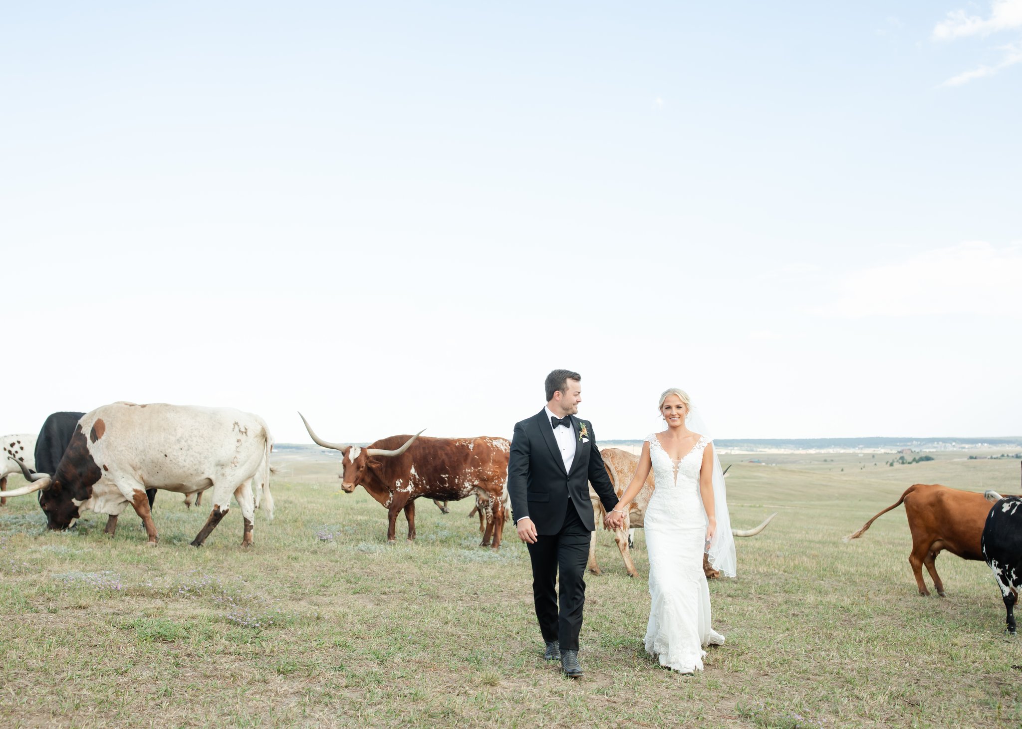 Groom looks at bride as they walk through a field of longhorns at Younger Ranch in Colorado Springs.