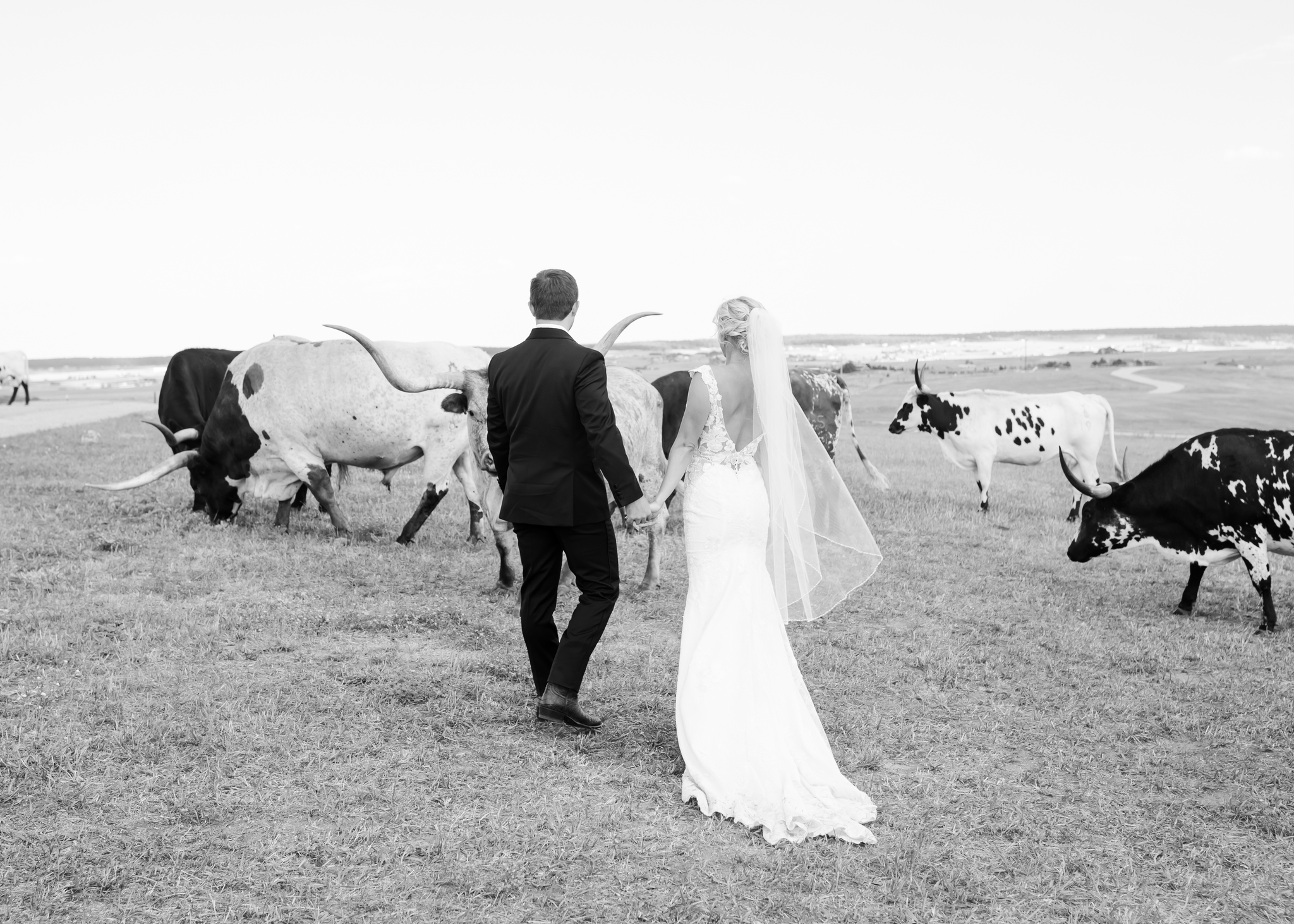 Newlyweds walk near longhorn bulls in a pasture in a black and white image thanks to support from Kira barczy events